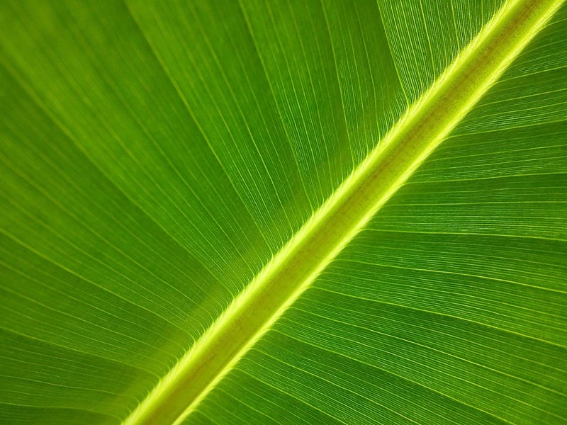 Bananas